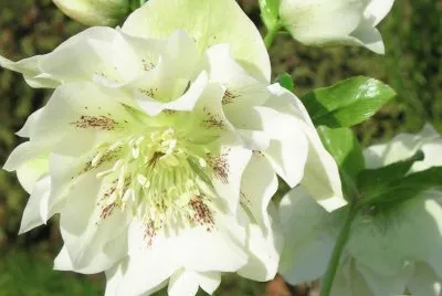 flores