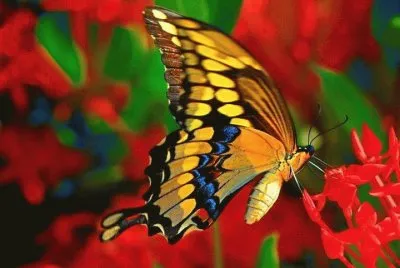 borboleta