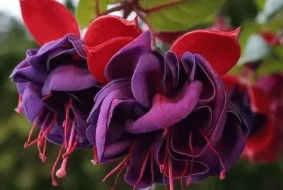 flores