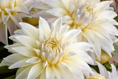 dalias