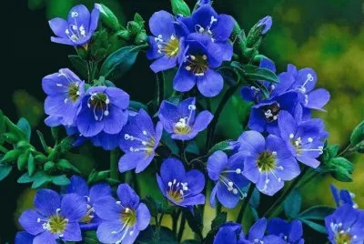 flores