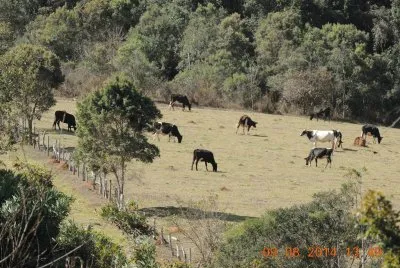 Vacas Pastando
