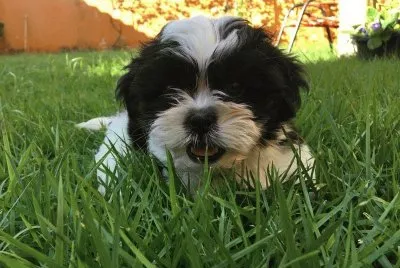 Tobias