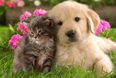 cro chou