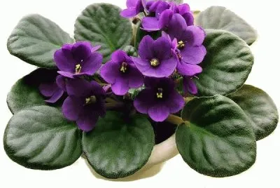 Violetas