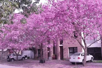 jacaranda