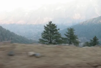 mountain trees