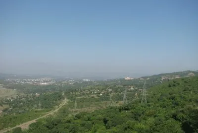 trees