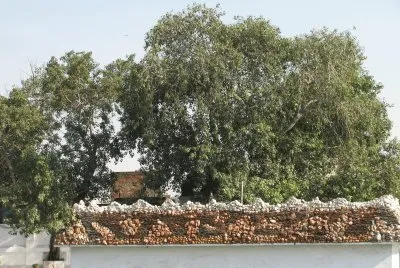 trees