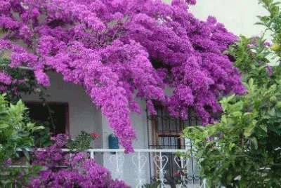 imagens