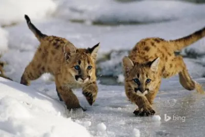 Bing image jigsaw puzzle