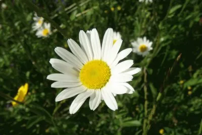 Blume