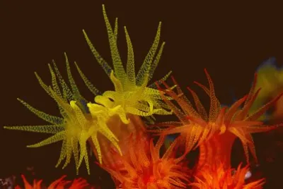 imagens jigsaw puzzle