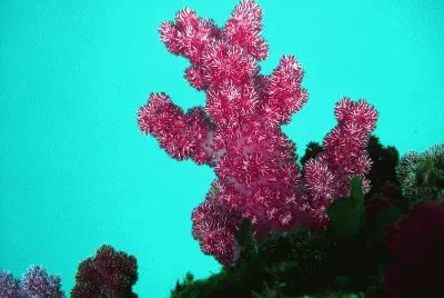 imagens jigsaw puzzle