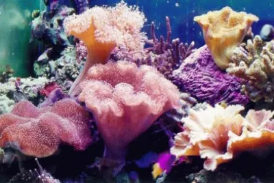 imagens jigsaw puzzle