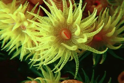 imagens jigsaw puzzle