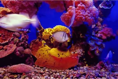 imagens jigsaw puzzle