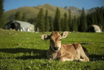 Natureza jigsaw puzzle