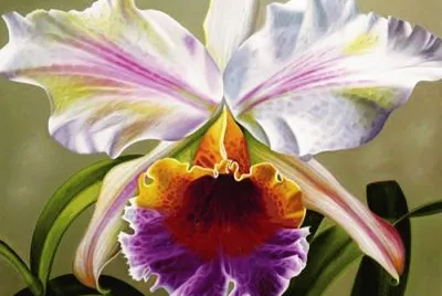 orquidea