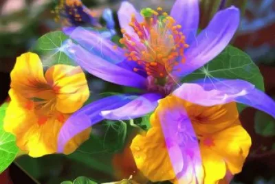 פאזל של DIVERSAS FLORES