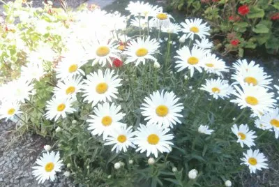 פאזל של MARGARITAS