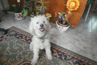 DAISY MI CANICHE jigsaw puzzle