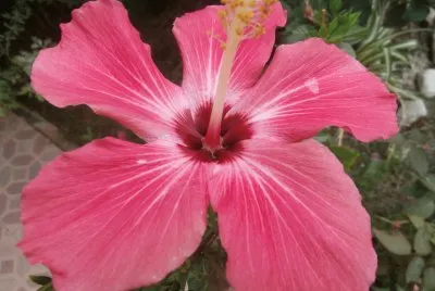פאזל של HIBISCO