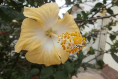 פאזל של HIBICO