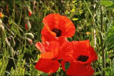 amapolas jigsaw puzzle