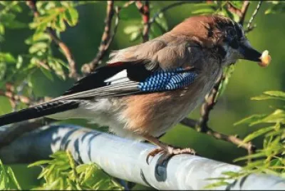 desayunando jigsaw puzzle