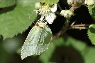 mariposa hoja jigsaw puzzle