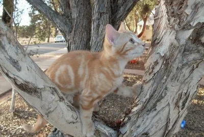 Misty, at eight weeks,  everything is so new jigsaw puzzle