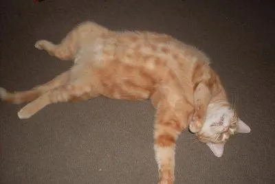 the same cute little misty,  9 years on jigsaw puzzle