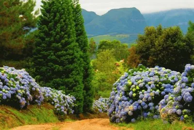 NATUREZA