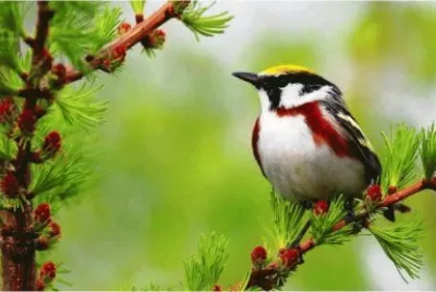 birdie jigsaw puzzle