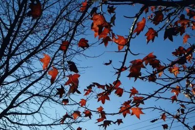 Sous les Ã©rables