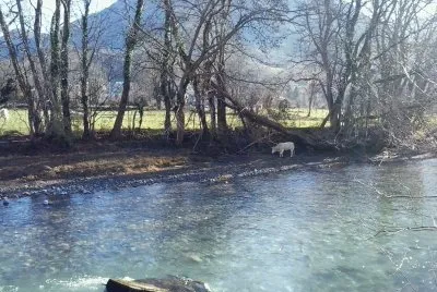 Blonde d 'Aquitaine au bord du gave jigsaw puzzle