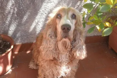 Elianac5 jigsaw puzzle