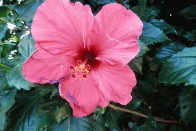 Nice flower jigsaw puzzle
