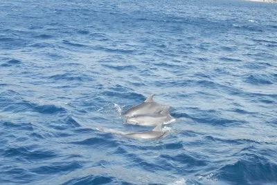 Dolfins jigsaw puzzle