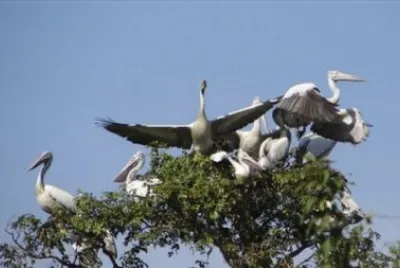 prek toal jigsaw puzzle