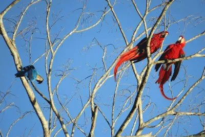 Arararas jigsaw puzzle