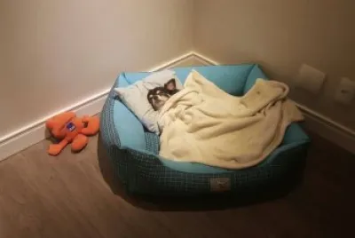 Nick Dormindo jigsaw puzzle