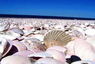 En San Antonio Este. Provincia de RÃ­o Negro. Argentina jigsaw puzzle