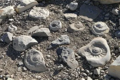 פאזל של Amonites en Caverna de las Brujas. Mendoza. Argentina
