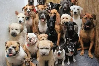 ×›×œ×‘×™× jigsaw puzzle