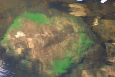 Bottom of brook