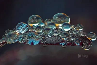 dew on aleaf