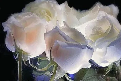 rosas