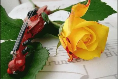 rosa
